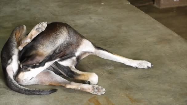 Vrouwelijke Hond Liggend Vloer — Stockvideo