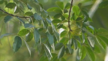 00:00 | 00:111swaying kauçuk ağacı yaprağı, ana sanayi drop Güney Tayland