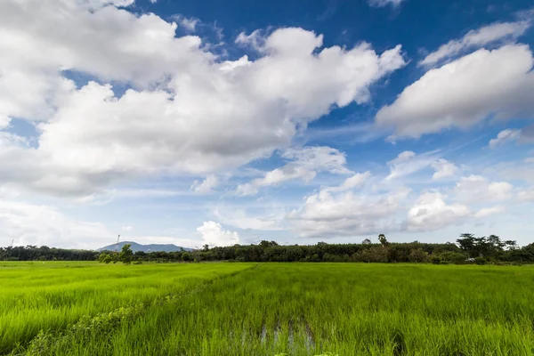 Rijst Veld Met Blauwe Hemel Thailand — Stockfoto