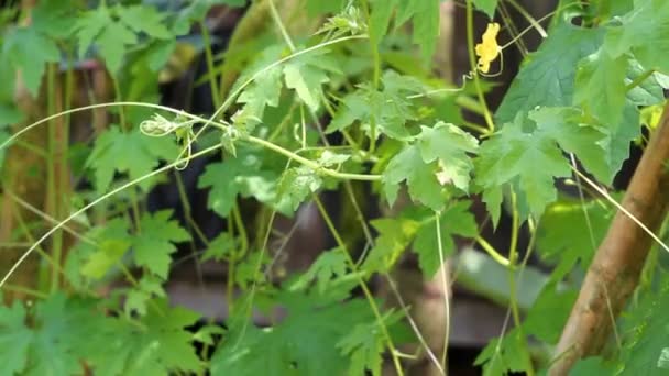 Plantación Calabaza Amarga Jardín Tailandia — Vídeo de stock