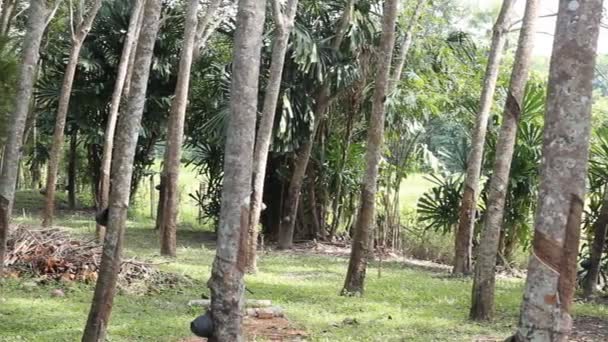 Jardim Árvore Borracha Sul Tailândia Tiro Panning — Vídeo de Stock