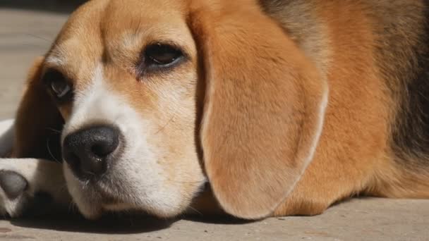 Adorable Beagle Dog Lying Floor Sunlight Zoom Out Shot — Stock Video
