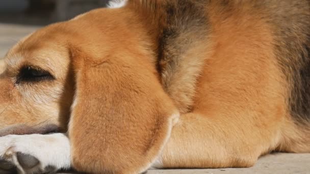 Schattig Beagle Hond Liggend Vloer Onder Zonlicht Panning Shot — Stockvideo