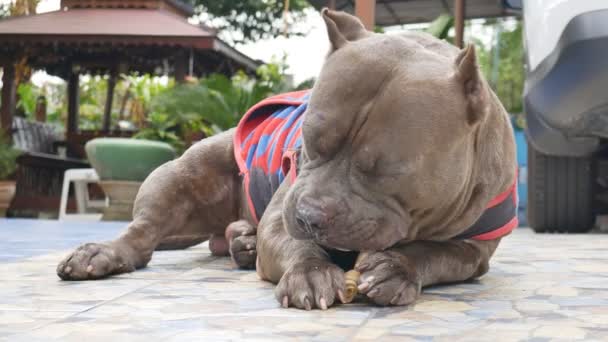 Pitbull Dog Wearing Cloth Chewing Leather Bone Rawhide — Stock Video