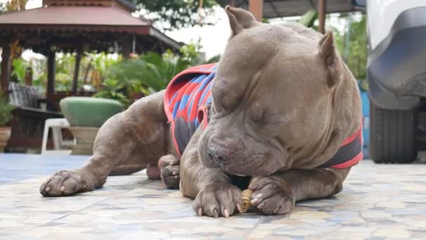 Pitbull Cão Vestindo Pano Osso Couro Mascar Couro Rawhide — Vídeo de Stock