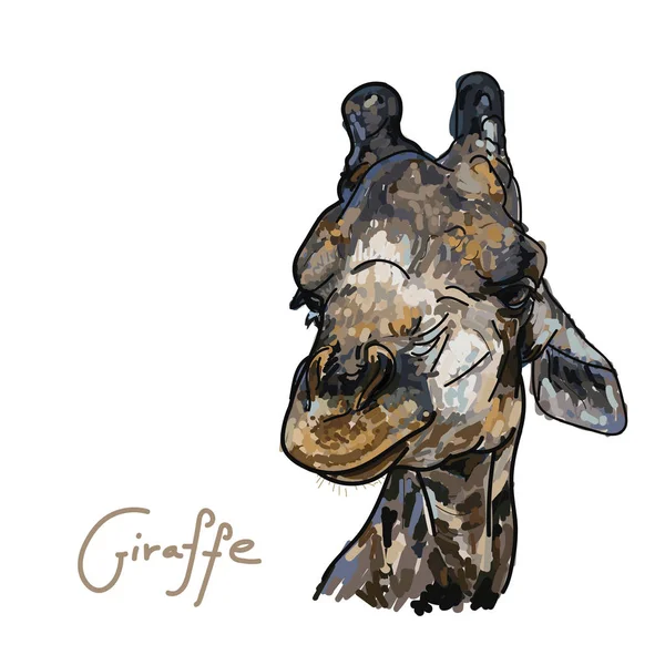 Giraffenkopf Auf Weißem Hintergrund Vektorillustration — Stockvektor