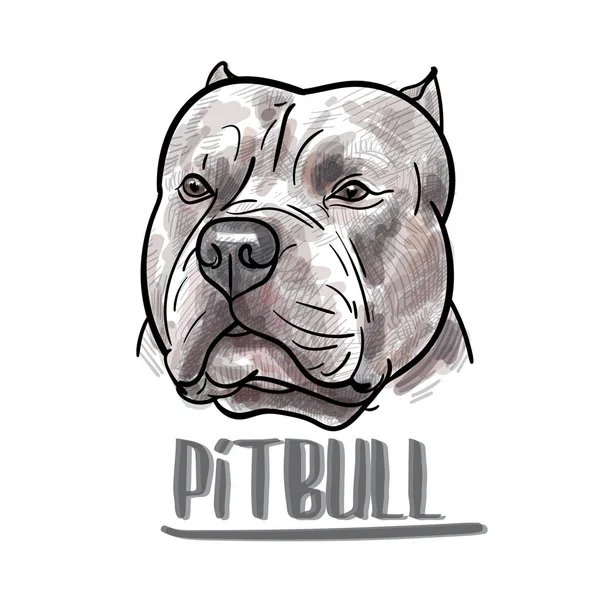 Ilustracja Wektorowa Rysunek Głowy Pitbull Białym Tle — Wektor stockowy