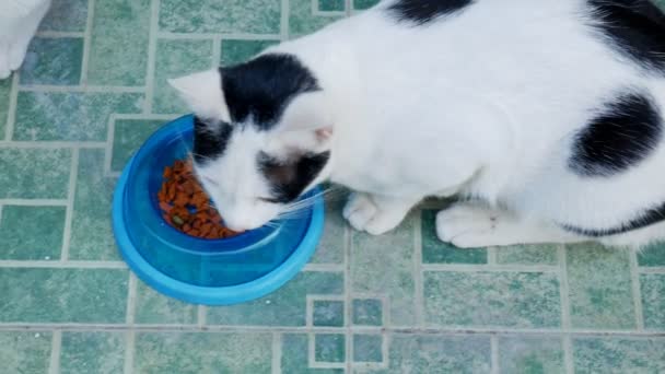 Three Cat Eating Food Bowl Handhold — Stock Video