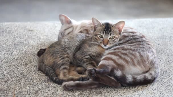 Pequeño Gato Acostado Sobre Gato Dormido Mesa — Vídeos de Stock