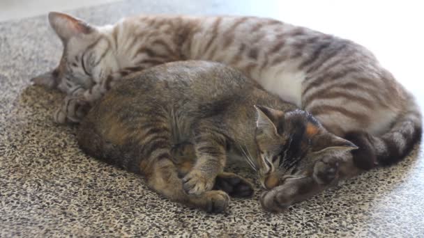 Piccolo Gatto Sdraiato Appoggiato Sul Gatto Addormentato Sul Tavolo — Video Stock