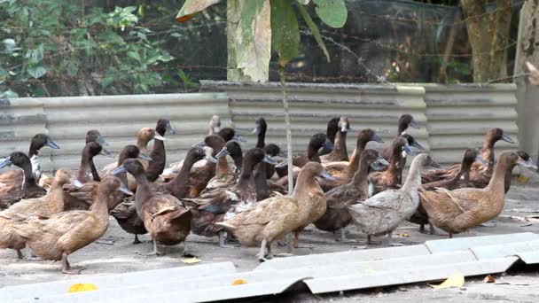 Rebanho Pato Fazenda Tailândia — Vídeo de Stock