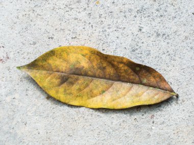 Ylangylang yaprak çimento zemin Kuru