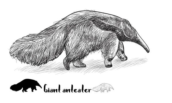 Tekening van gian anteater met schaduw — Stockvector