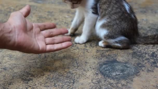 Schattig Katje Gelukkig Spelen Met Mannenhand Verdieping — Stockvideo