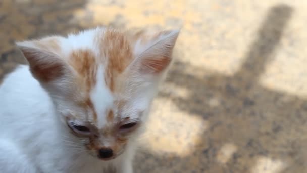 Adorable Gatito Sentado Suelo Bajo Luz Del Sol — Vídeo de stock