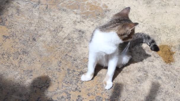 Adorable chaton assis sur le sol sous la lumière du soleil  