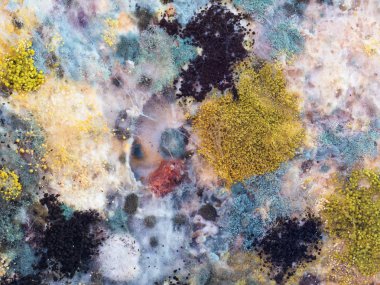 Mantar ve küf dilimlenmiş ekmek üzerinde