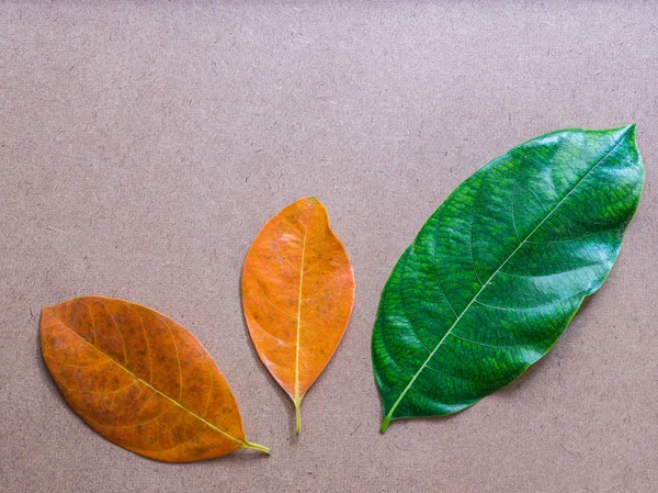 Nefesi kahverengi ve yeşil yaprak — Stok fotoğraf