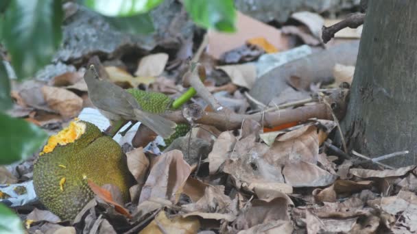 Πουλί Που Τρώει Jackfruit Πριν Πετάξει Μακριά — Αρχείο Βίντεο