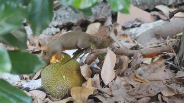 Nefesi kaçak önce yeme sincap 
