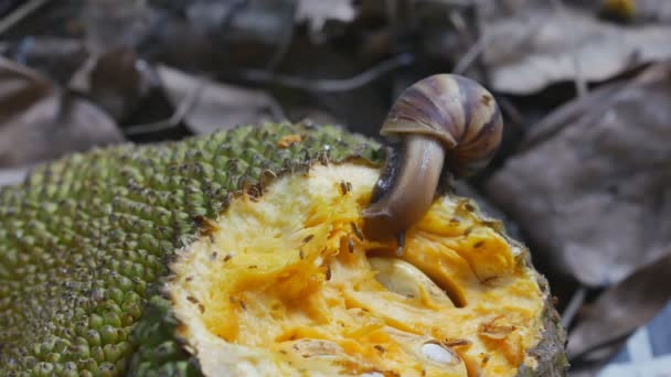 Наземні Равлики Повзають Джекфруті Після Закінчення Їдання — стокове відео
