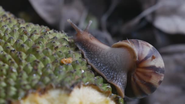 吃完后 陆地蜗牛爬行在菠萝蜜上 — 图库视频影像