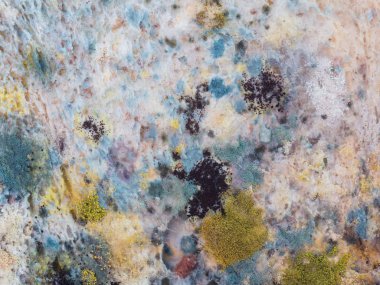 Mantar ve küf dilimlenmiş ekmek üzerinde