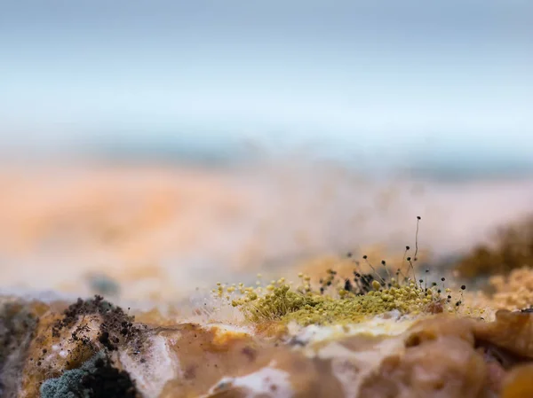 Fungo e mofo em pão fatiado — Fotografia de Stock