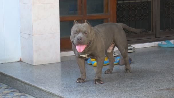 Pitbull Cão Casa — Vídeo de Stock