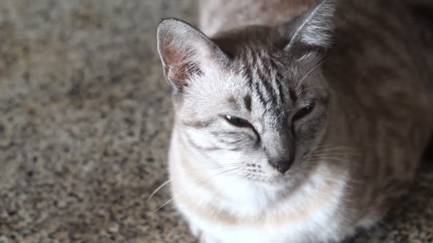 Adorable Gato Blanco Tendido Mesa — Vídeos de Stock