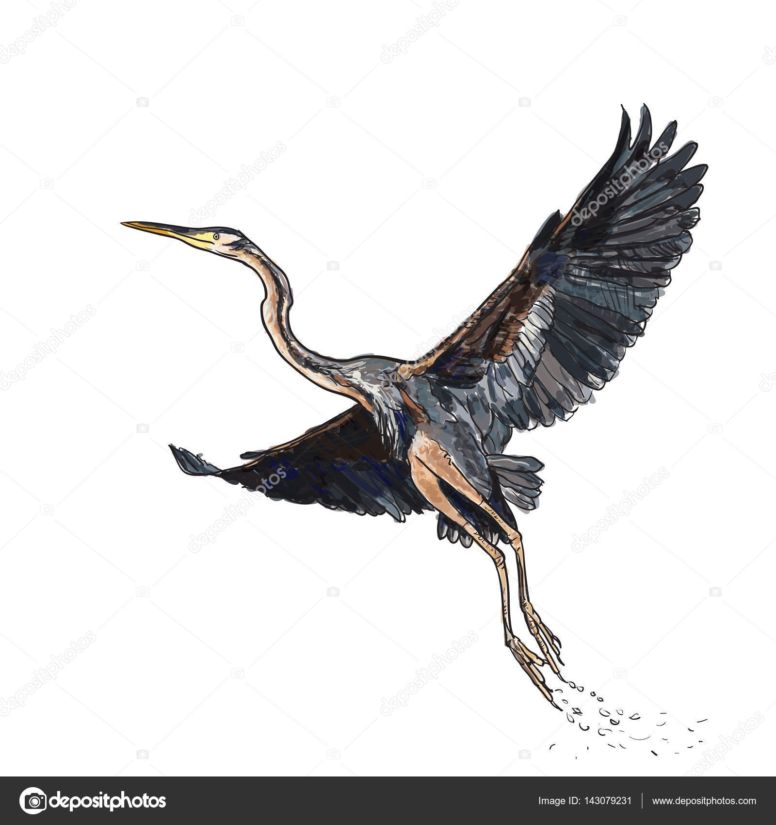 Dessin Et Coloriage De Vol Oiseau Héron Pourpré Sur Arr