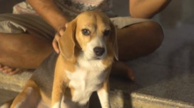 Katta oturan adam onun beagle köpek güneş ışığı altında öğleden sonra masaj.