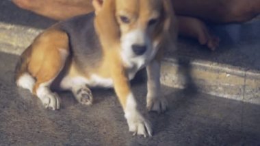 Katta oturan adam onun beagle köpek güneş ışığı altında öğleden sonra masaj.