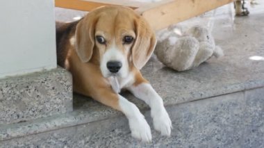 Eski bebek, sapları vurdu yakınındaki katta yalan beagle