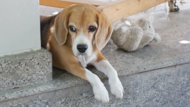 Beagle Lying Floor Old Doll Handhold Shot — стоковое видео