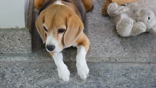 Beagle Leżąc Podłodze Pobliżu Stare Lalki Uchwytu Strzał — Wideo stockowe