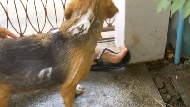 主人沐浴猎犬狗和梳理它的头发梳 — 图库视频影像