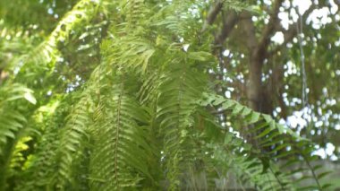 Tatlı yaprak yeşil arka plan-tilt atış