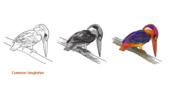 Tekening van gemeenschappelijke ijsvogel vogels houden op een takje — Stockvector