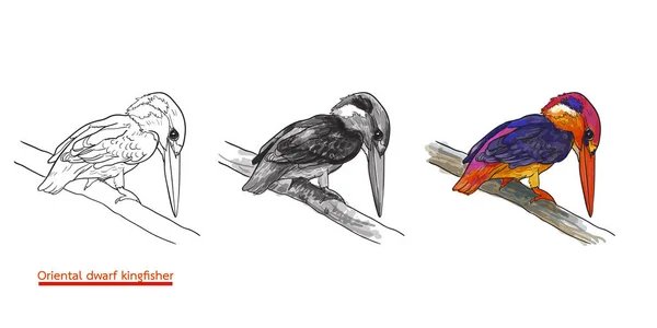 Desenho de anão oriental kingfisher pássaro segurar no galho — Vetor de Stock