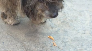Zavallı Shih-tzu yeme aperatif sokak, sapları üzerinde