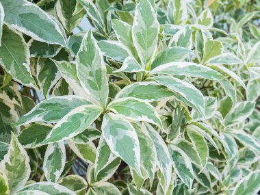 Portre karikatür bitki