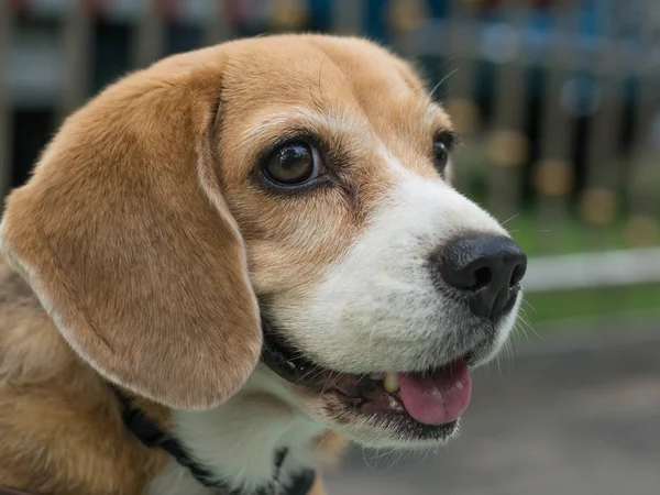 Portret zbliżenie ładny beagle — Zdjęcie stockowe