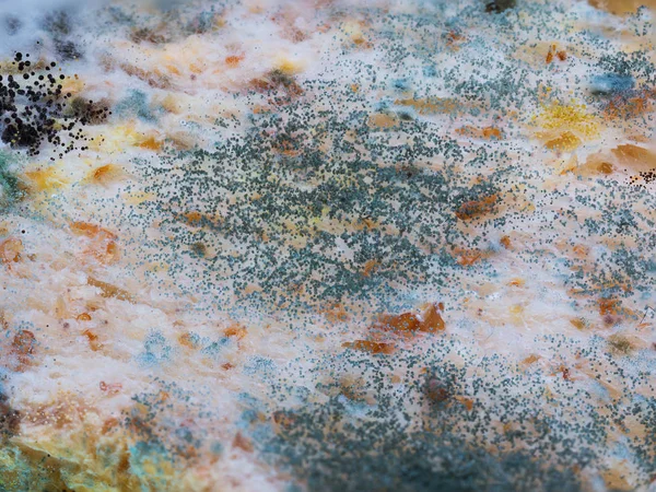 Μύκητες και μούχλα σε φέτες ψωμί — Φωτογραφία Αρχείου