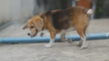 Çok güzel beagle yalan izleyin sonra onun sahibi sipariş yürüme sapları