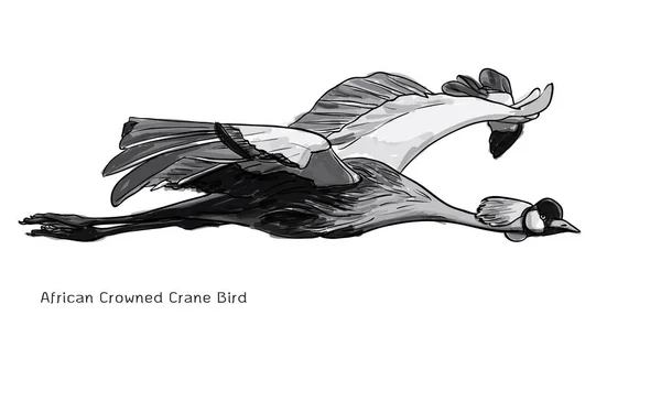 Afrikaanse gekroonde kraan vogel vliegen — Stockvector