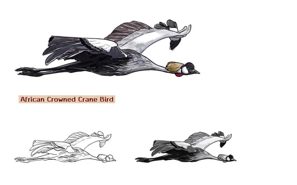 Πετώντας πουλί αφρικανική εστεμμένος γερανός — Διανυσματικό Αρχείο
