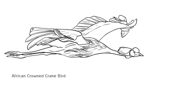 アフリカの丹頂鶴フライングバード — ストックベクタ