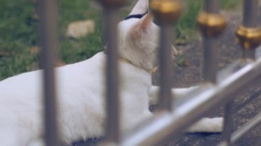 Metal kapı çimento yerde yatarken çok güzel beyaz kedi sapları