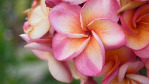 Pembe Plumeria Closeup Büyük Buket Ile Bokeh Yeşil Yaprak Sapları — Stok video